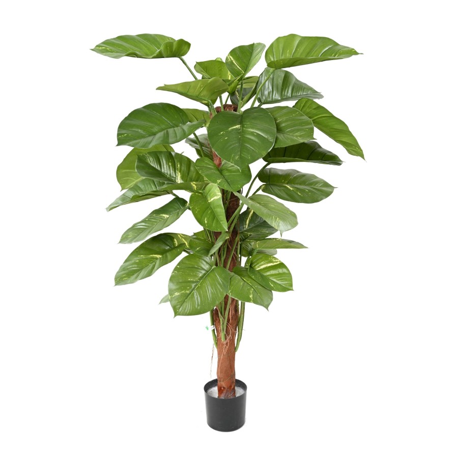 POTHOS GEANT