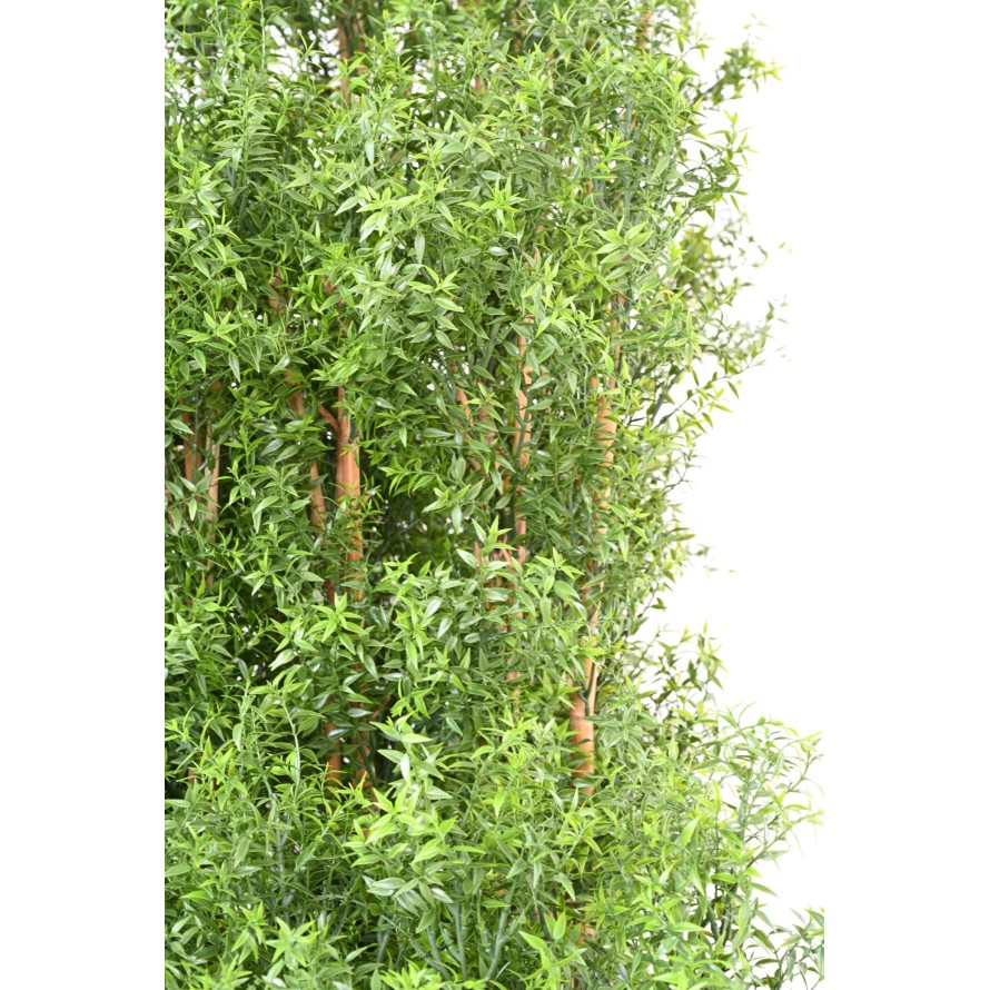 EUCALYPTUS UV HEDGE