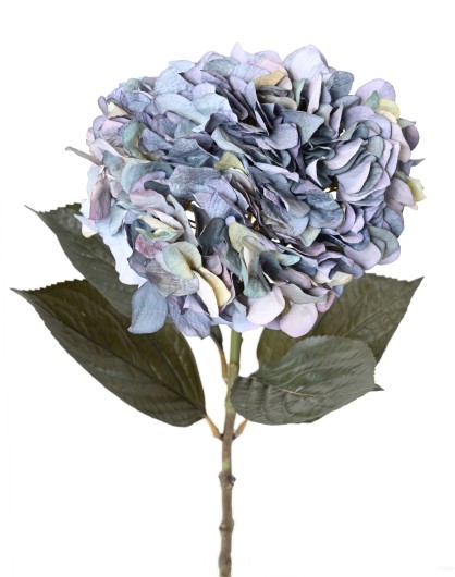 HORTENSIA LARGE