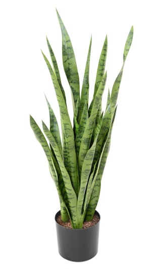 SANSEVIERIA