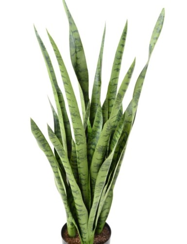 SANSEVIERIA