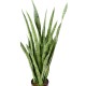 SANSEVIERIA