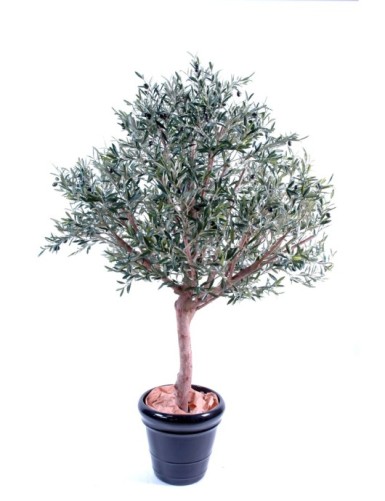 OLIVE TREE WIDE HEAD