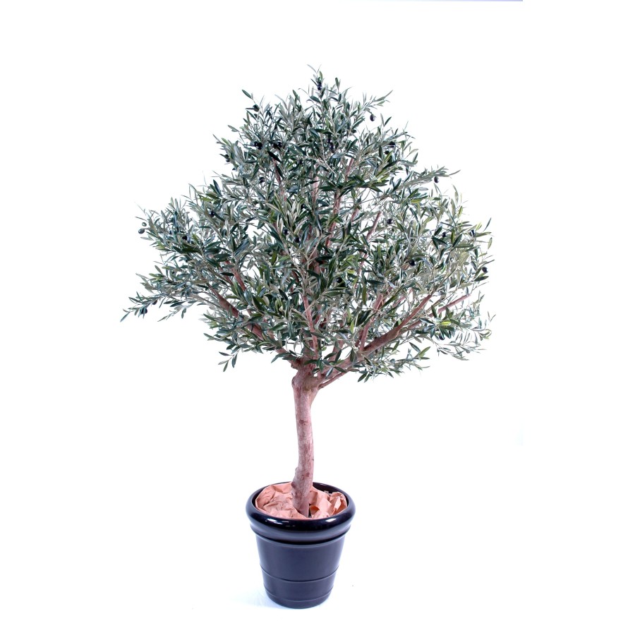 OLIVE TREE WIDE HEAD