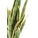 SANSEVIERIA