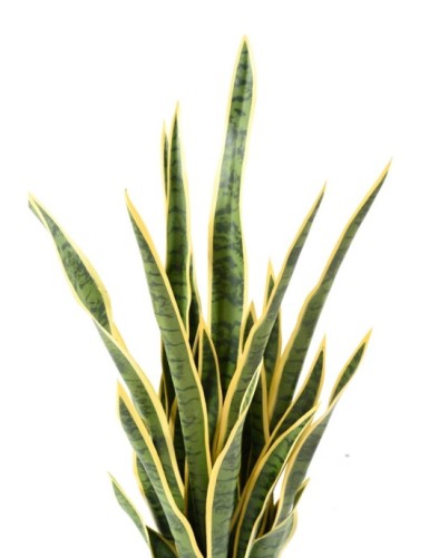 SANSEVIERIA