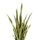 SANSEVIERIA