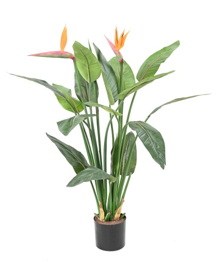 STRELITZIA 2FL 2BT