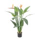 STRELITZIA 2FL 2BT