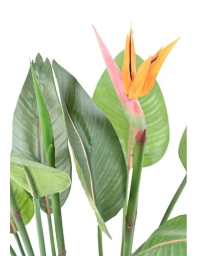 STRELITZIA 2FL 2BT