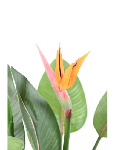 STRELITZIA 2FL 2BT