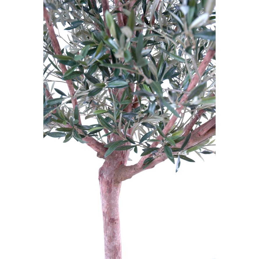 OLIVE TREE WIDE HEAD