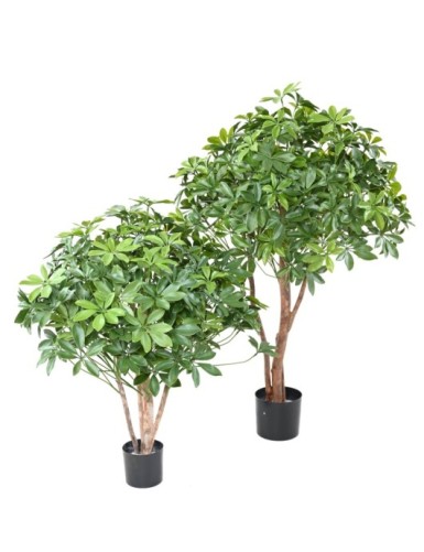 SCHEFFLERA BUISSON PLAST UV