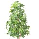 CHOISYA TREE PLAST UV