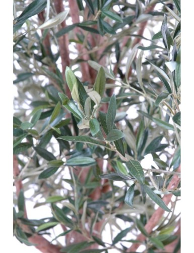 OLIVE TREE WIDE HEAD