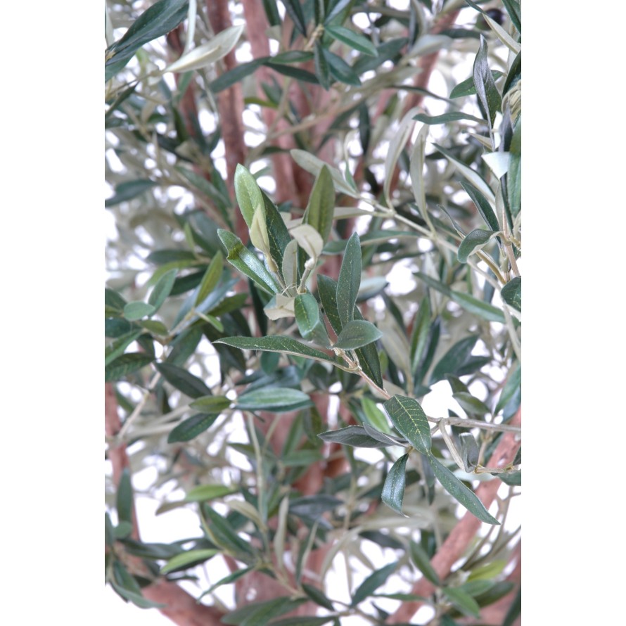 OLIVE TREE WIDE HEAD