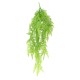 POLYPODIUM CHUTE (FOUGERE)