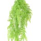 POLYPODIUM CHUTE (FOUGERE)