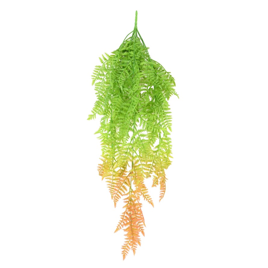 POLYPODIUM CHUTE (FOUGERE)