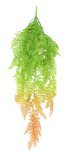 POLYPODIUM CHUTE (FOUGERE)