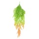 POLYPODIUM CHUTE (FOUGERE)