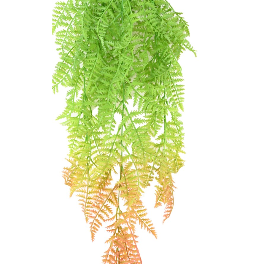 POLYPODIUM CHUTE (FERN)