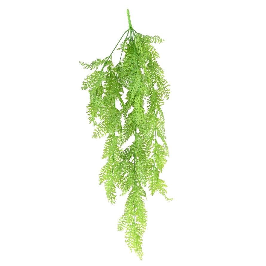 ONOCLEA SENSIBILIS CHUTE (FERN)