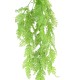 ONOCLEA SENSIBILIS CHUTE (FERN)