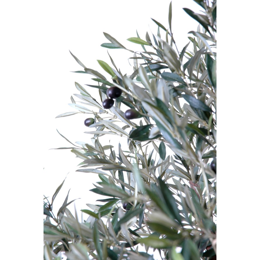 OLIVE TREE WIDE HEAD