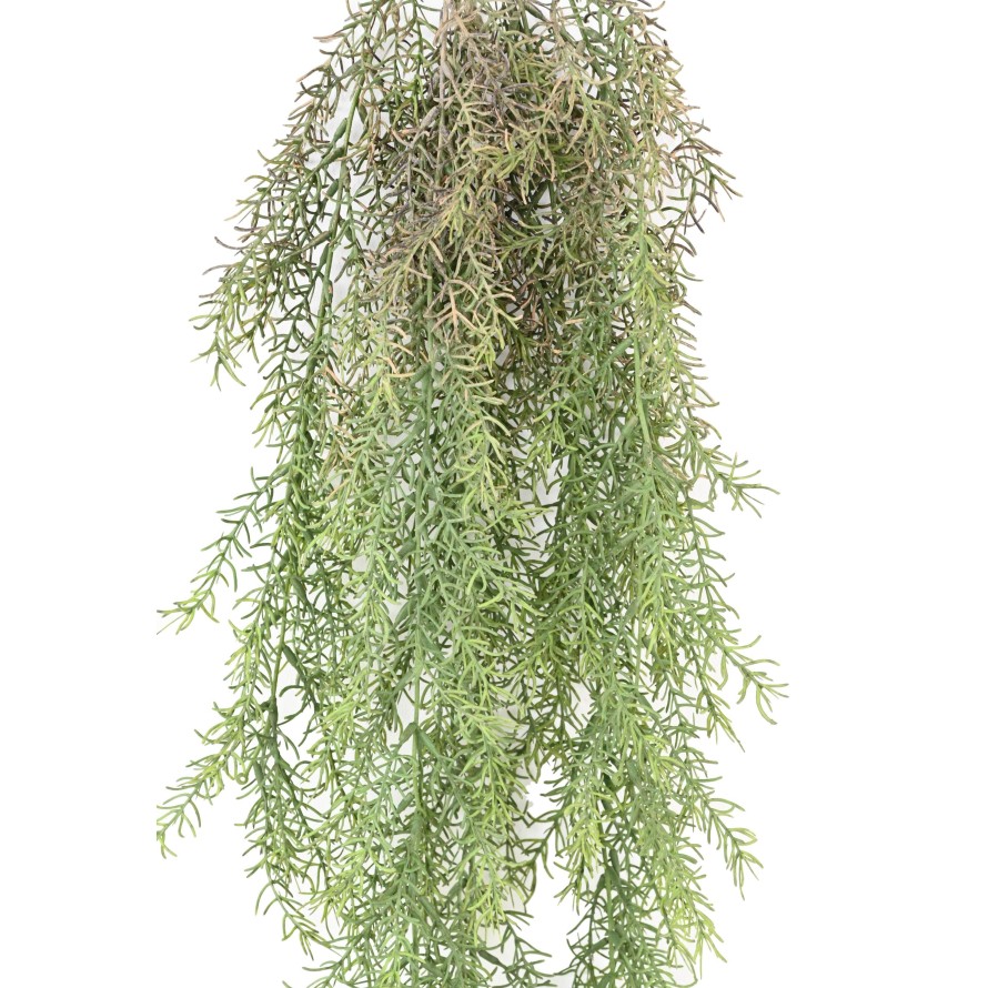 RHIPSALIS 101 FALL