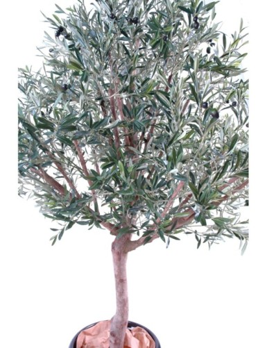 OLIVE TREE WIDE HEAD