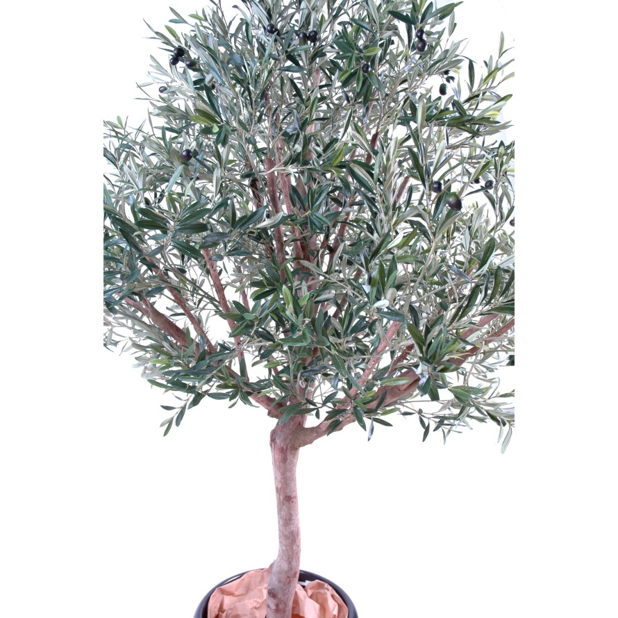 OLIVE TREE WIDE HEAD