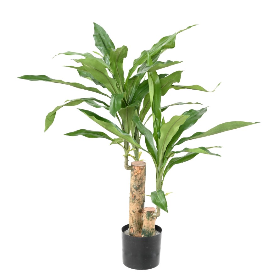 DRACAENA FRAGRANS STUD