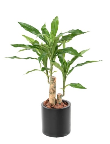 DRACAENA FRAGRANS STUD