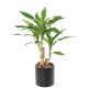 DRACAENA FRAGRANS STUD