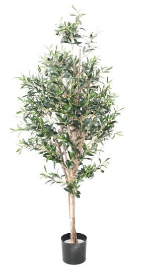 OLIVE TREE 150