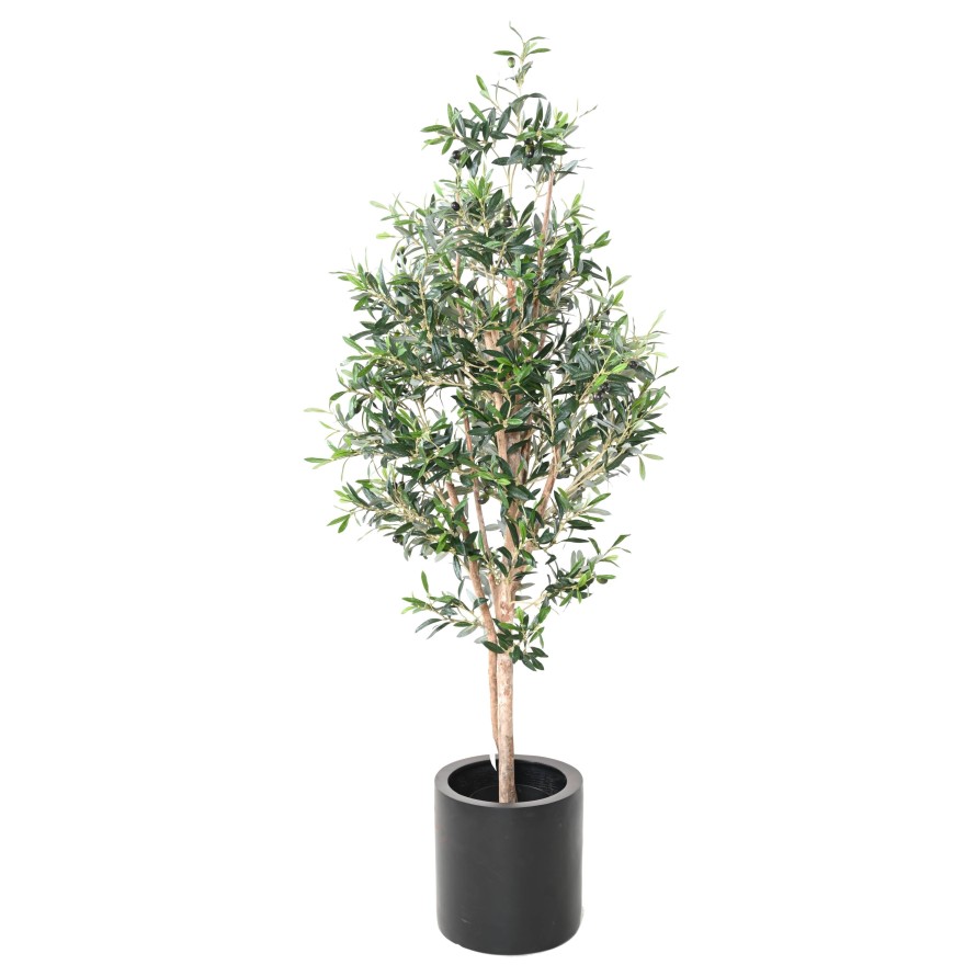 OLIVE TREE 150