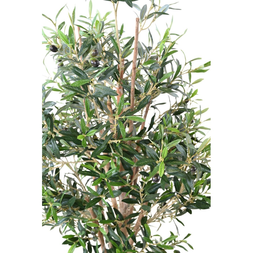 OLIVE TREE 150