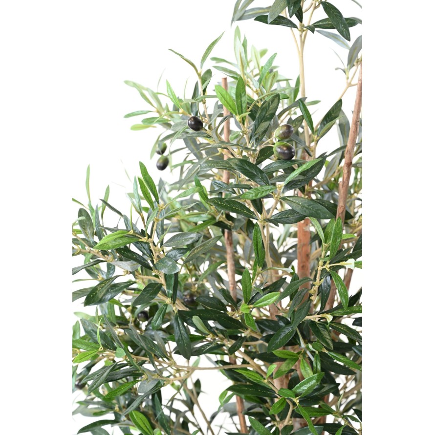 OLIVE TREE 150