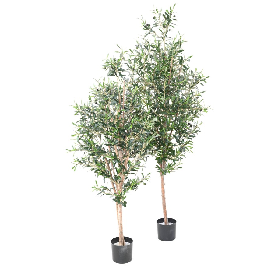 OLIVE TREE 150