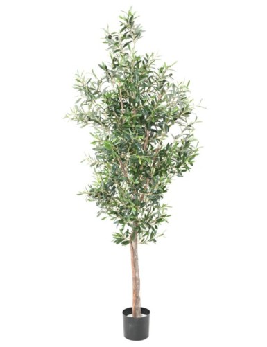 OLIVIER TREE 180
