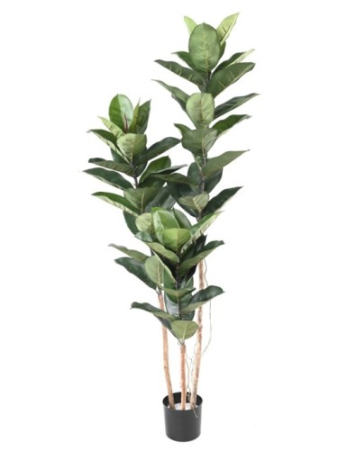 RUBBER PLANT 170 CM (Ficus elastica)