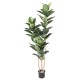 RUBBER PLANT 170 CM (Ficus elastica)