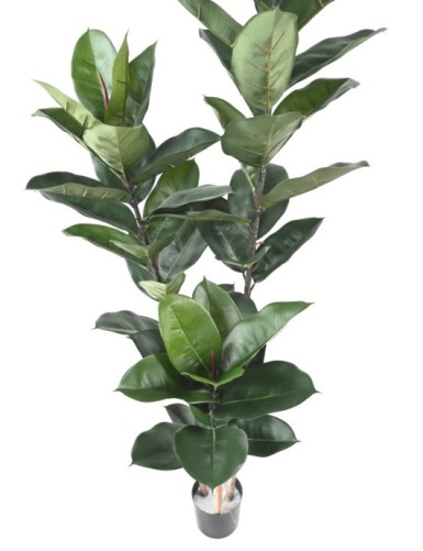 RUBBER PLANT 170 CM (Ficus elastica)