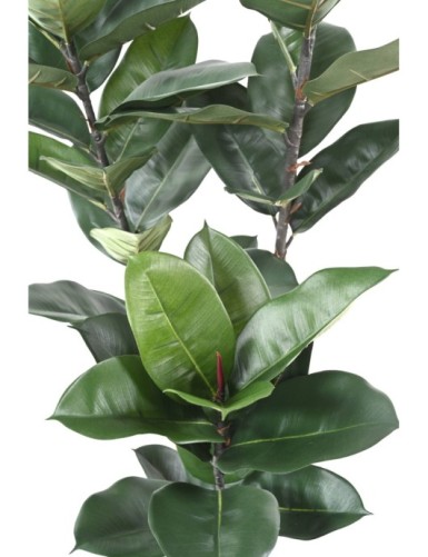 RUBBER PLANT 170 CM (Ficus elastica)