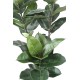 RUBBER PLANT 170 CM (Ficus elastica)