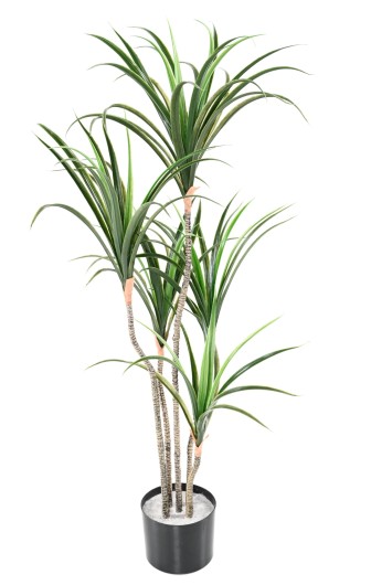 DRACAENA MARGINATA 125