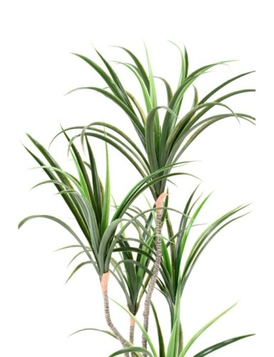 DRACAENA MARGINATA 125