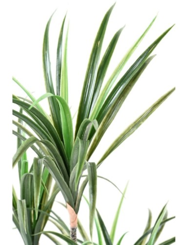 DRACAENA MARGINATA 125