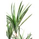 DRACAENA MARGINATA 125